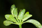 Branched foldwing